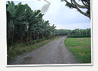 ファボリータ・バナナ農園